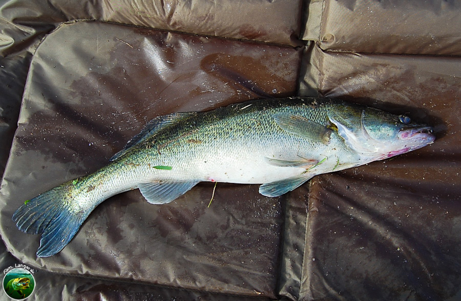 Snoekbaars uit de Vaartse Rijn